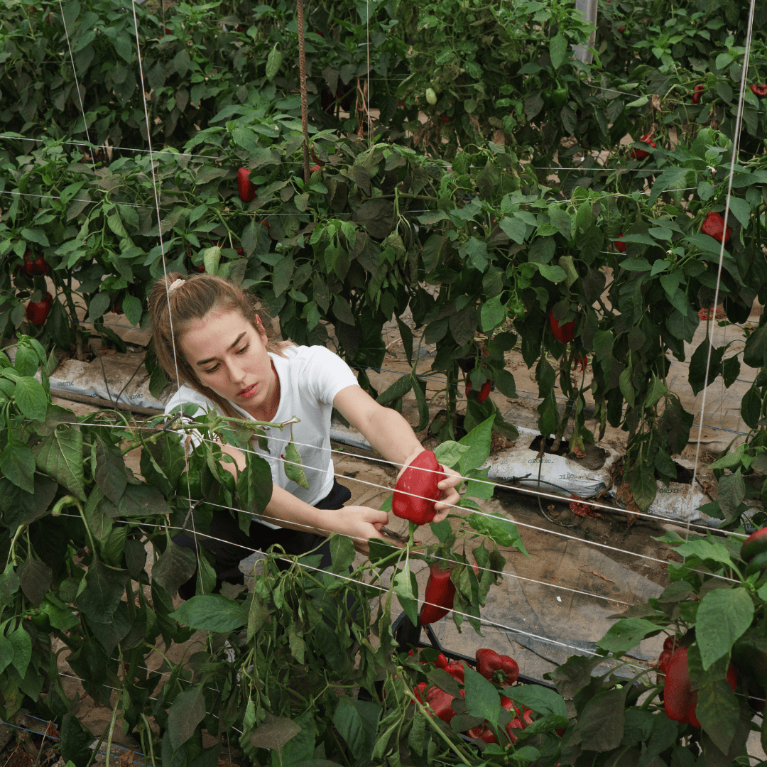 Cie Générale Agriculture