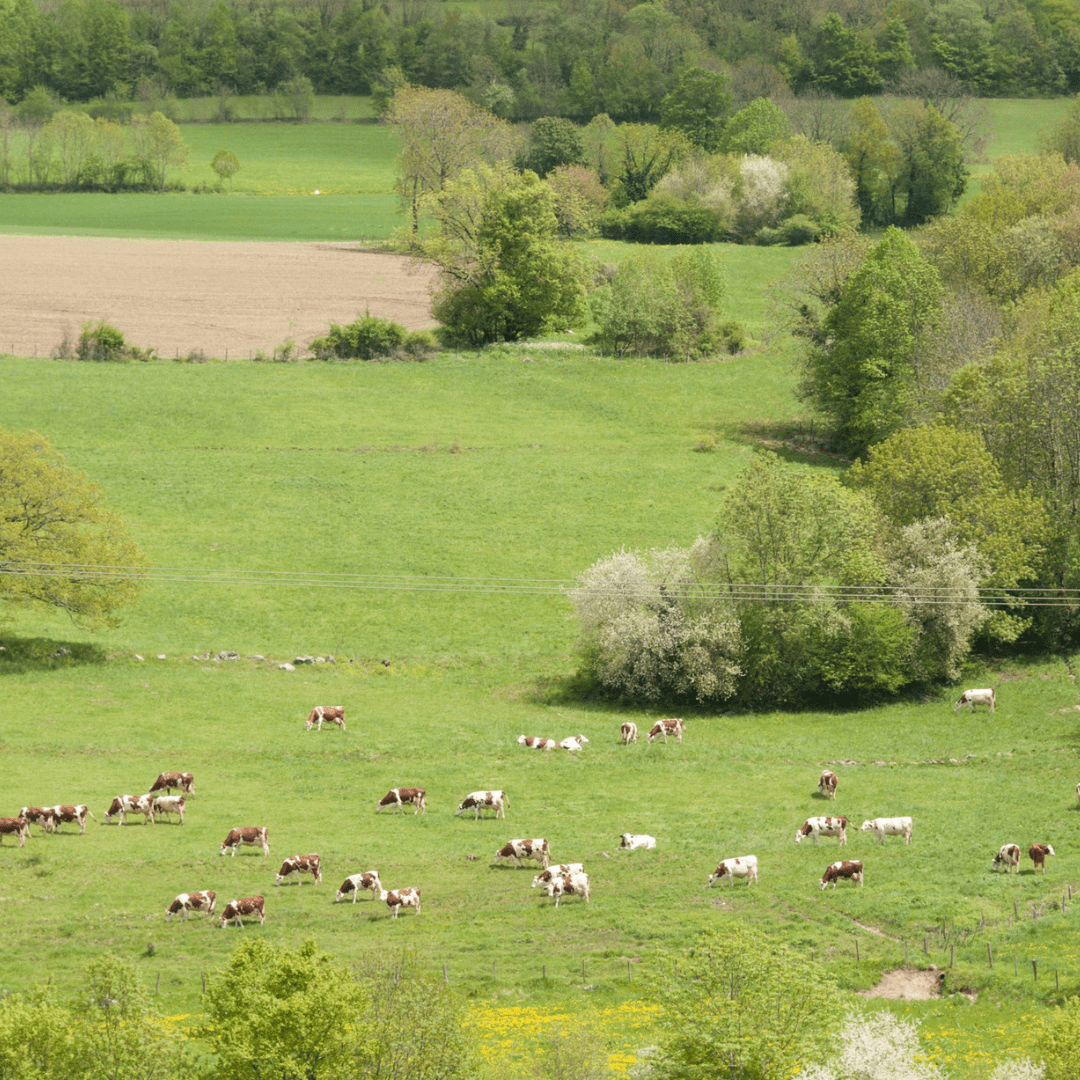 Laiterie Coopérative Etrez-Foissiat
